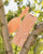 Peach Please - Dottie Detangle Brush